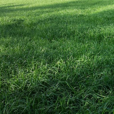 Es ist giftpflanzen frei, extrem. Welsches Weidelgras (Lolium multiflorum)