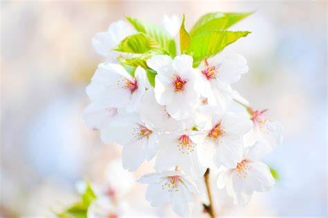 Free Images Branch Plant Fruit Flower Petal Food Spring