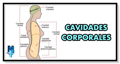 Cavidades Corporales Miranda Fisioterapia Blog Ven Y únte Para