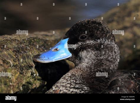 Duck Blue Beak Hi Res Stock Photography And Images Alamy