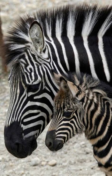 Slideshows Baby Zebra Zebras Cute Baby Animals