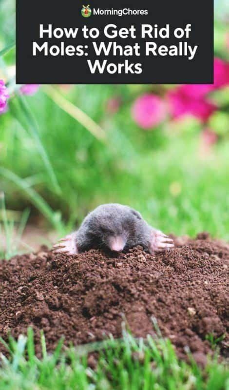 How To Get Rid Of Moles From Your Garden Modern Design In 2020