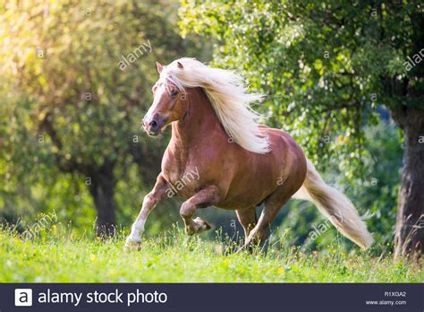 Black Forest Horse Chestnut Gelding Galloping On A Meadow Germany
