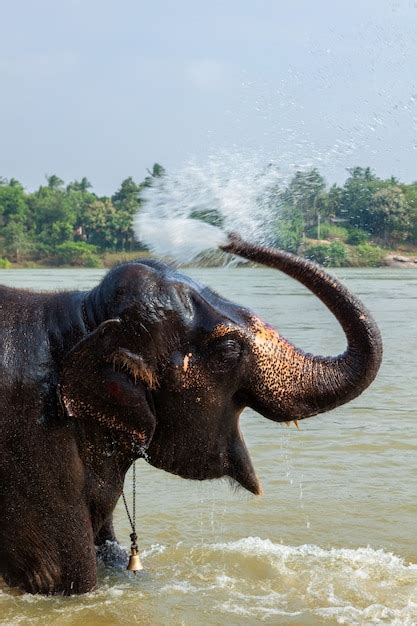 Premium Photo Elephant Bathing In The River