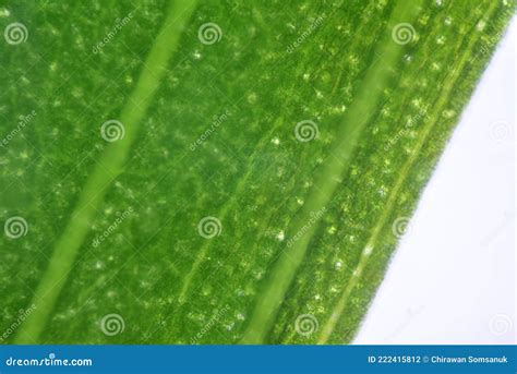 Close Up Texture Of Plants Cells Stock Photo Image Of Algae Allium