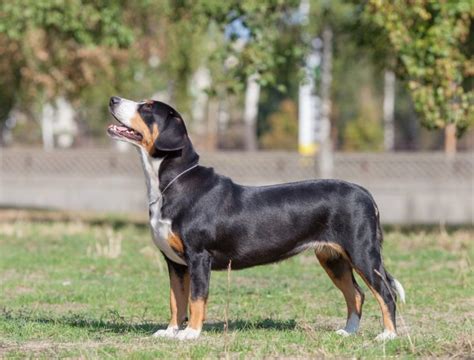 Entlebucher Mountain Dog Dogs Breed Facts Information And Advice