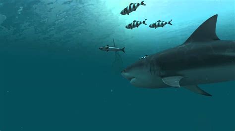 Sharks 3d Live Wallpaper And Screensaver Youtube