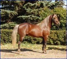 silver bay rocky mountain horse stallion  fist full  dollars colours silver dilutes