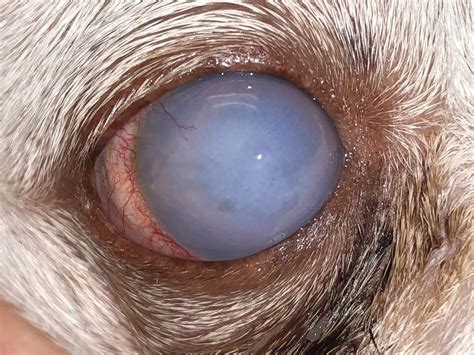 What Causes Calcium Deposits In A Dogs Eyes