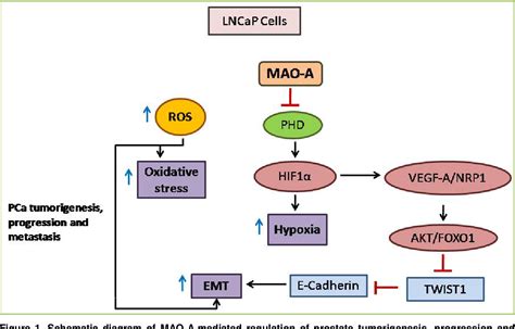Figure 3 From Role Of Monoamine Oxidase A Mao A In Cancer Progression And Metastasis