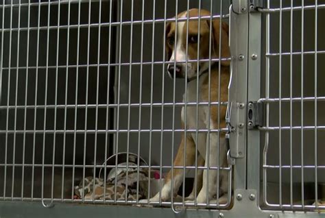 Jackson County Animal Shelter Overcrowded In Need Of Loving Homes For Pets