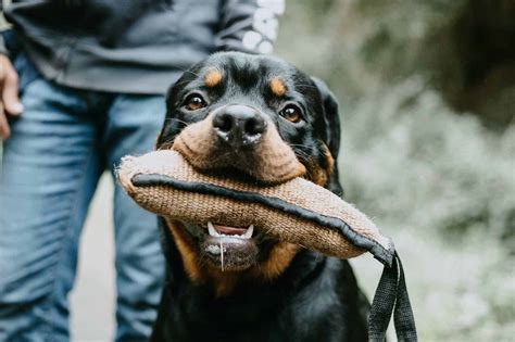 Rottweiler Bite Force Is It The Strongest Pet Spruce
