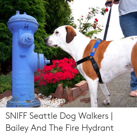 Sniff Seattle Dog Walkers Bailey And The Fire Hydrant Fire Meme On