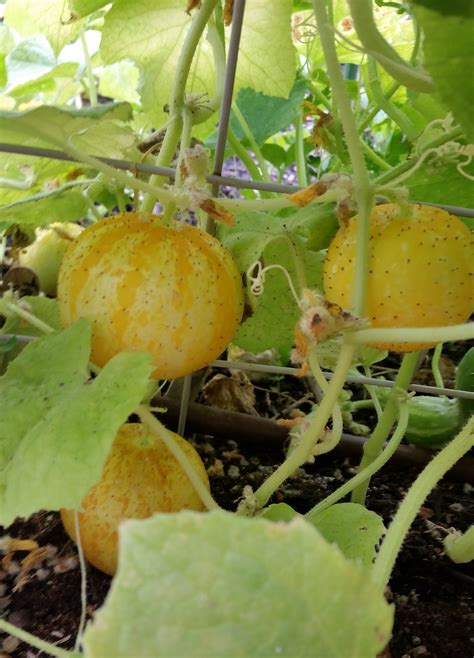 Lemon Cucumbers Crazy For Gardening