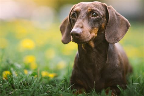 Dachshund Everything You Need To Know Puppy Buddy