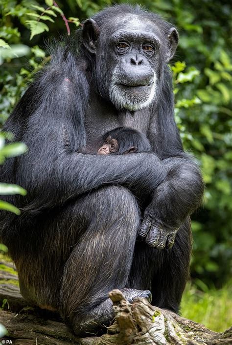 Chimpanzee 43 Cradles Baby After Giving Birth At Chester Zoo Daily