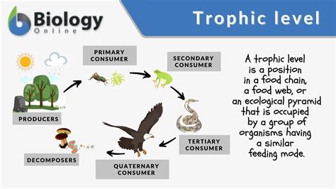 Trophic Level Definition And Examples Biology Online Dictionary