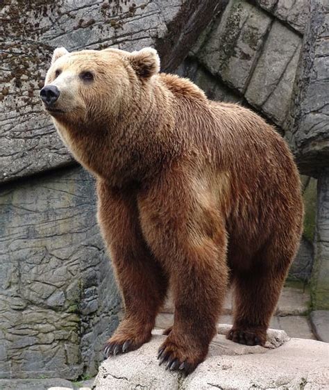 A Large Brown Bear Standing On Top Of A Rock