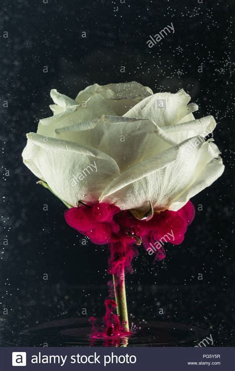 Close Up View Of Beautiful Tender White Rose Flower And Pink Ink On