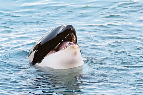 Sightings Of Killer Whales In Moray Firth As Orca Pod Head For North