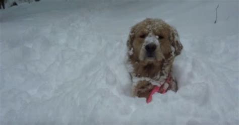 Dogs Discovering Snow Cute Dogs Dogs Dog Lovers