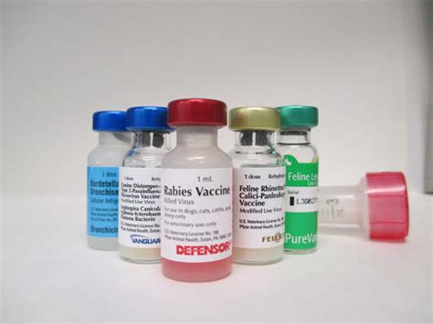 Core Vaccines - Close Veterinary Clinic