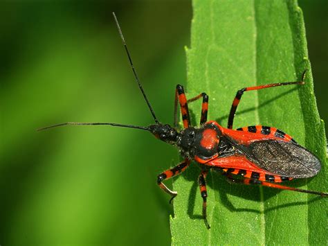 Chagas Disease Combatting The Kissing Bug
