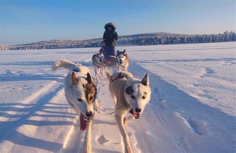 Half Day Dog Sledding Trip Near Kiruna Sweden