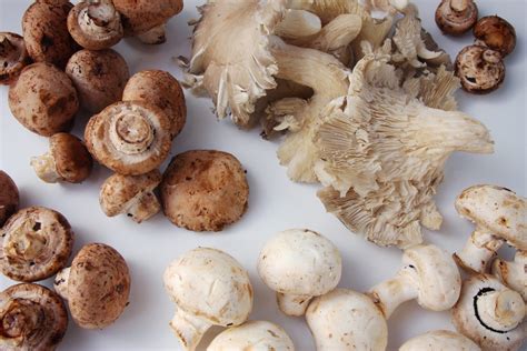 Here S How To Tell If Your Mushrooms Have Gone Bad And Other Fungi Facts You Need To Know