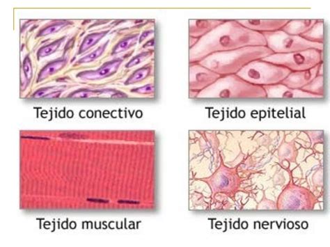 Fibroblastos Tissue Types Anatomy Coloring Book Body Tissues