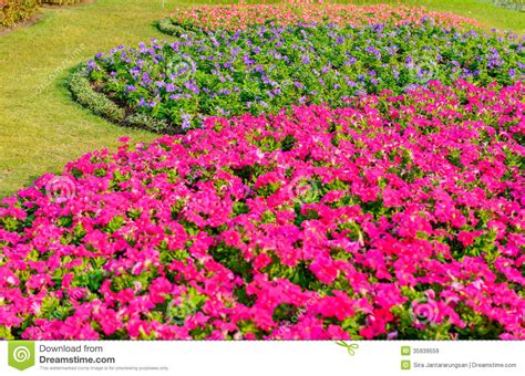 Colorful Flowers In The Garden Stock Image Image Of Botany Bright