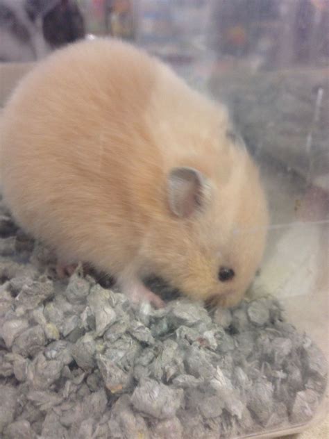 How Much Do Long Haired Hamsters Cost At Petco