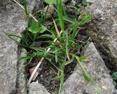 Annual Meadow Grass Poa Annua Species Wildbristoluk