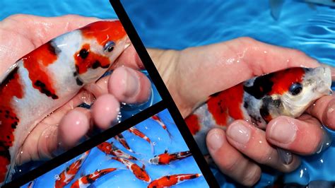 Selecting Showa Koi 10 Months Old Best Out Of 25 Youtube