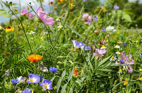 Blumenwiese Wiesenblumen Kostenloses Foto Auf Pixabay Pixabay