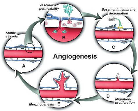 The Angiogenic Cascade During The Process Of Angiogenesis Stable