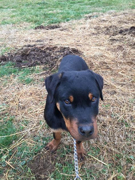 Outreach locations across the metro area also. Rottweiler Puppies For Sale | Sneedville, TN #324089