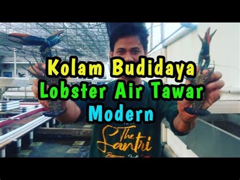 Air sungai umumnya digunakan oleh peternak pembesaran yang mem pembenihan lobster air tawar red claw (cherax quadricarinatus). Kolam Lobster Air Tawar Modern - YouTube