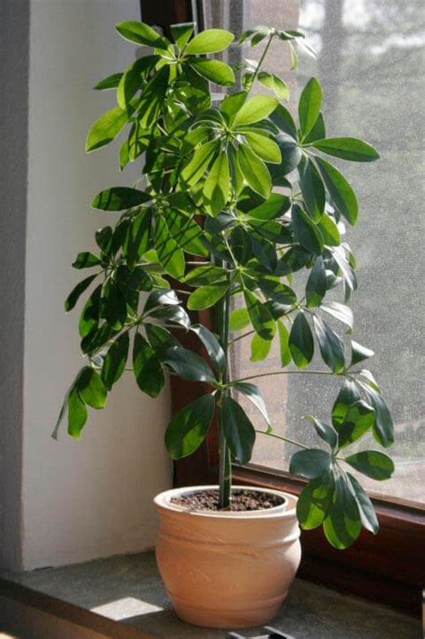 Umbrella Plant Schefflera Heptapleurum Guide Our House Plants