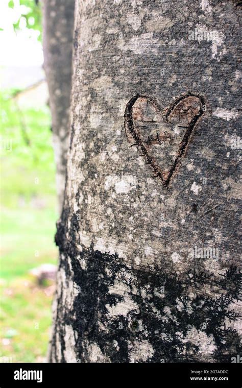Carved Heart In A Tree Trunk Stock Photo Alamy