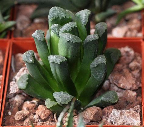 Haworthia Truncata Var Maughanii Hybrid Por Alloe Cactus Hybrids