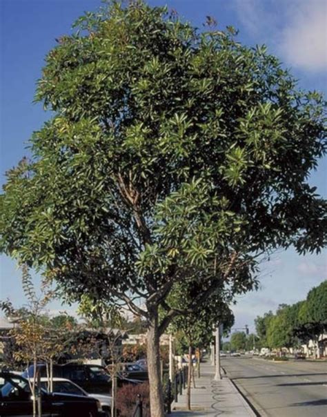 The Top 8 Best Drought Resistant Trees To Grow In Southern California