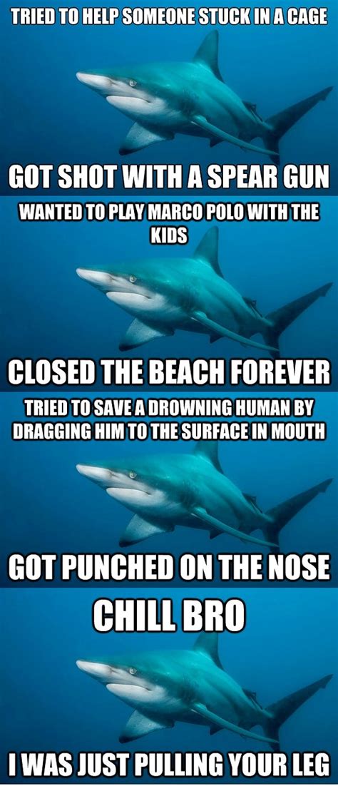 Misunderstood Shark Meme Daily Picks And Flicks