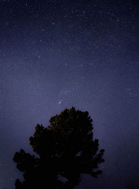 Green Tree Night Sky Silhouette Starry Sky Night Stars Galaxy