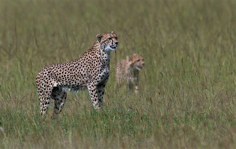 Geparden In Der Savanne Foto And Bild Tiere Wildlife Säugetiere Bilder Auf Fotocommunity