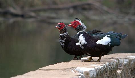 Muscovy Ducks Mating Series 1 Photograph By Roy Williams