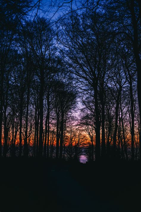 Wallpaper Trees Sunset Sky Branches 3264x4896 Wallpaperup