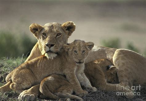 Lioness With Cubs Photograph By Mark Newman Fine Art America