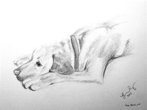 Pixie Pups Labrador Dog Drawn In Pencil Laying Down She Has Such