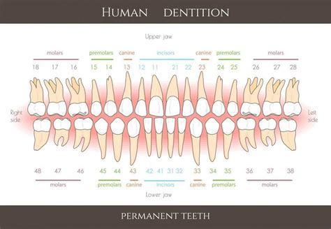 Understanding Dental Teeth Numbering Chart Sedation Dentistry Located